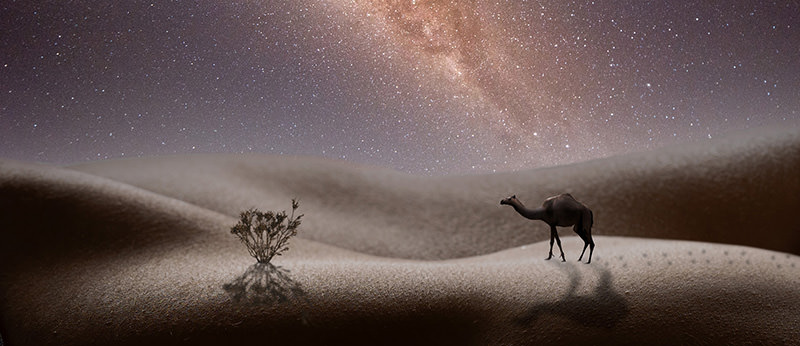 A camel walking near a small bush on sand dunes under a starry night sky filled with countless stars and the Milky Way